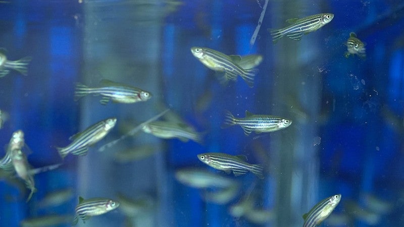 Zebrafish in a tank